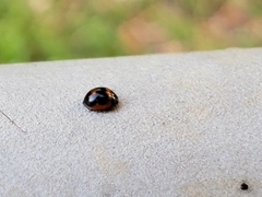 Exochomus marginipennis