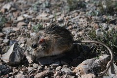 Dipodomys merriami atronasus