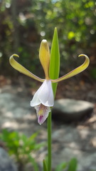 Cleistesiopsis bifaria