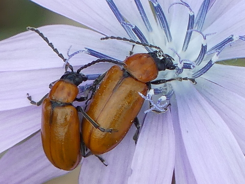 Daffodil Leaf-beetle, photo 2 of 10