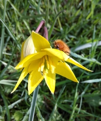 Tulipa sylvestris australis