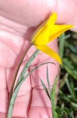 Tulipa sylvestris australis