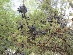 Forestiera tomentosa