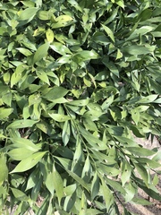 Ruscus