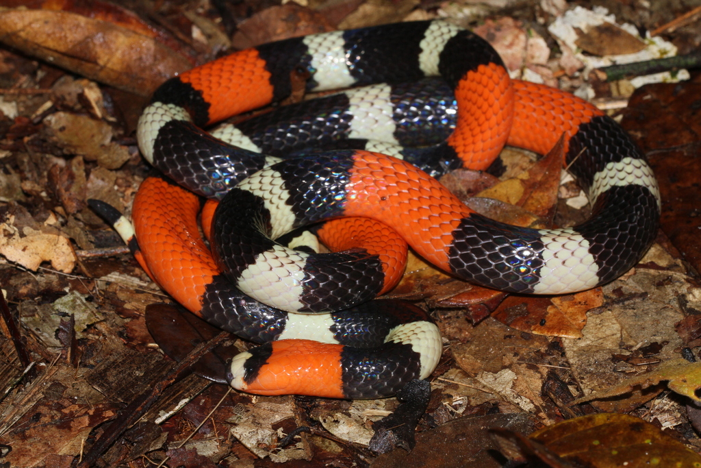 Trinidad Ribbon Coral Snake