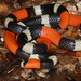 Trinidad Ribbon Coral Snake - Photo (c) Vincent Rufray, some rights reserved (CC BY-NC), uploaded by Vincent Rufray