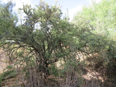 Forestiera tomentosa