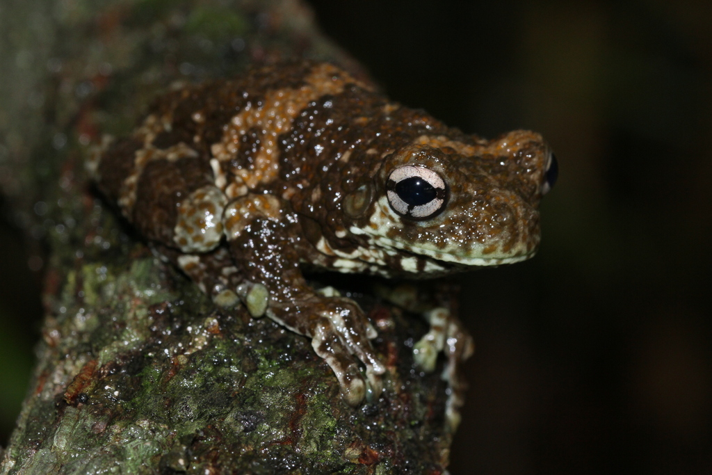 New River Treefrog