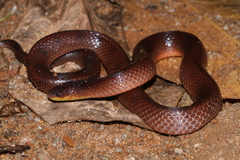 Flaming Ground Snake photo 3