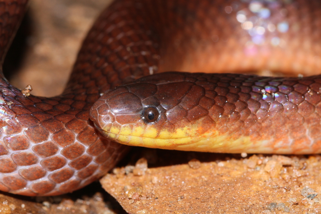 Flaming Ground Snake