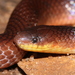 Flaming Ground Snake - Photo (c) Vincent Rufray, some rights reserved (CC BY-NC), uploaded by Vincent Rufray
