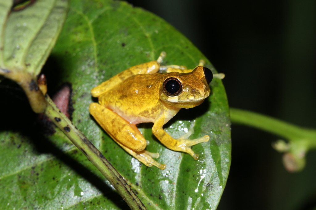 Sinnamary Tree Frog