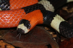 Trinidad Ribbon Coral Snake photo 2