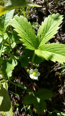 Fragaria vesca americana