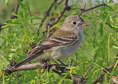 Gray Flycatcher photo 2