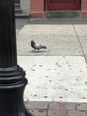 Columba livia