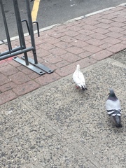 Columba livia