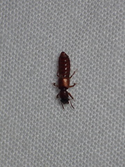 Bledius