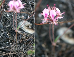 Pelargonium dipetalum