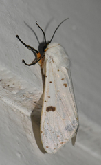Detoulgoetia