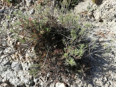 Baccharis boliviensis