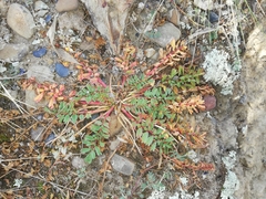 Hypseocharis pimpinellifolia