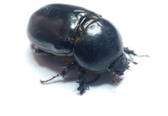 Pentodon algerinus dispar