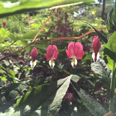 Lamprocapnos spectabilis