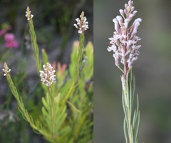 Spatalla racemosa