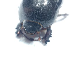 Pentodon algerinus dispar