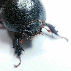 Pentodon algerinus dispar