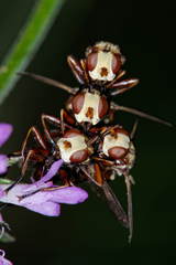 Myopa dorsalis
