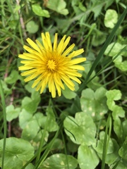 Taraxacum officinale
