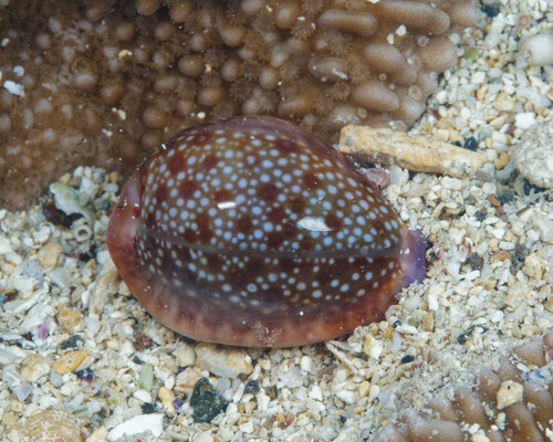 Cypraea helvola hawaiiensis, 2024-05-04