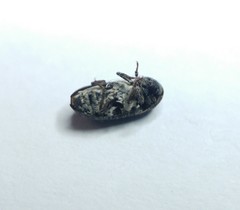 Dermestes frischii