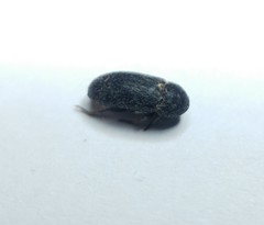 Dermestes frischii