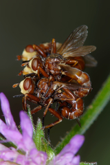 Myopa dorsalis