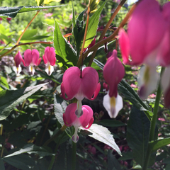 Lamprocapnos spectabilis