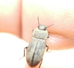 Gonocephalum rusticum