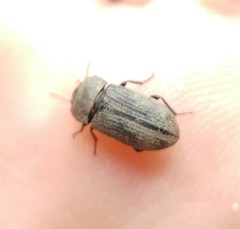 Gonocephalum rusticum