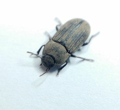 Gonocephalum rusticum