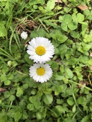 Bellis perennis