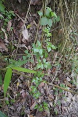 Eleutherococcus trifoliatus setosus