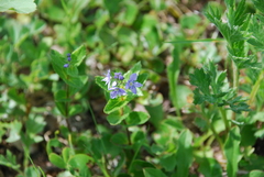 Veronica stelleri
