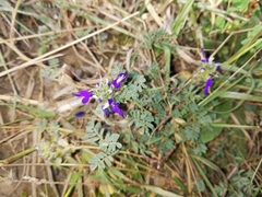 Dalea boliviana