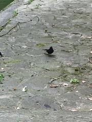 Turdus merula