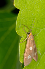 Dysauxes famula