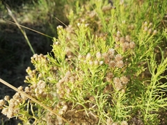 Baccharis boliviensis