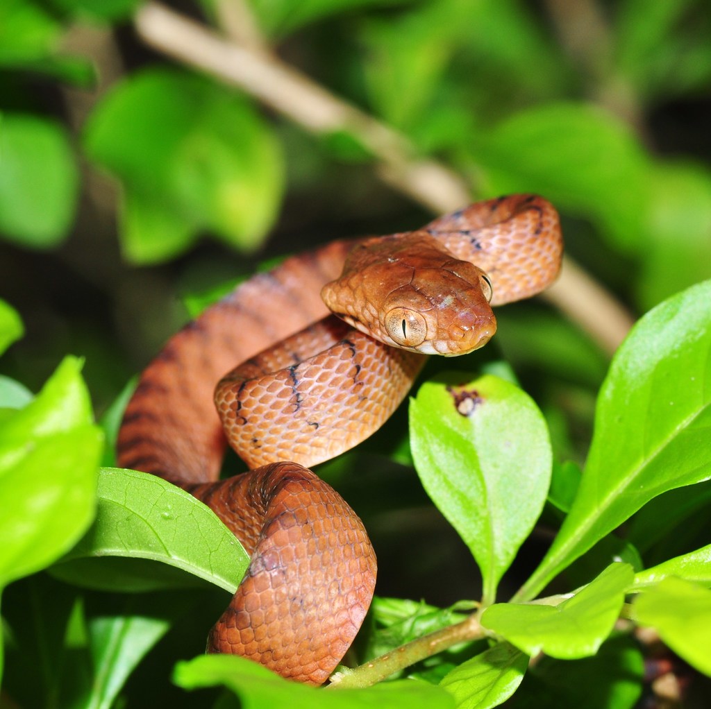 Brown Tree Snake (Invasive Species of Texas) · iNaturalist