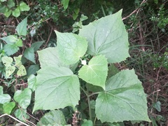 Peteravenia malvifolia